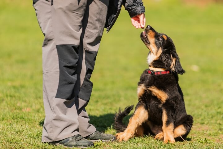 La sécurité renforcée : Le rôle essentiel des chiens de garde