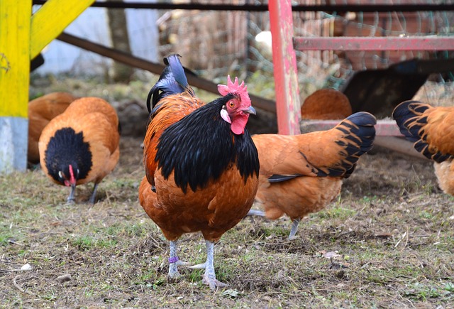 Comprendre la gale poule et protéger votre élevage