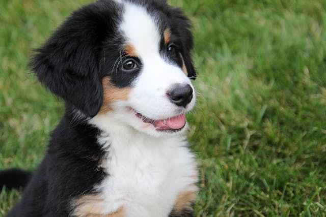 Pourquoi adopter un berger américain miniature ?